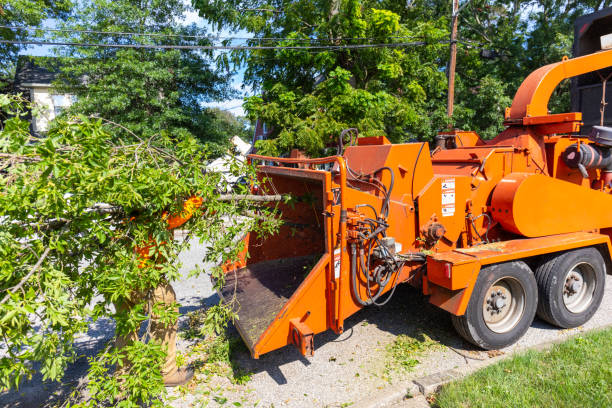 Tree Branch Trimming in South Run, VA